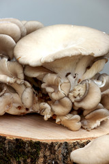 Oyster mushroom on wood