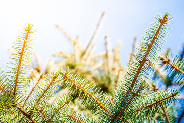 Christmas green fir branch