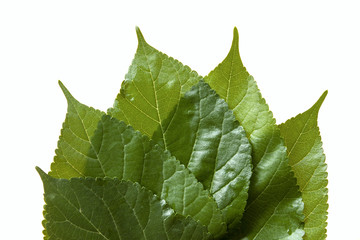 Green leaves on white background