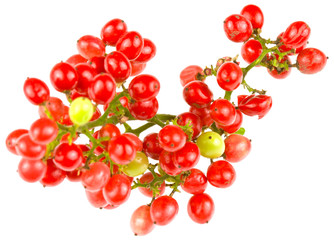 graines de baies roses, Schinus terebinthifolius