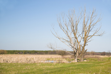 Old trees on the bank of the river in the spring against the blu