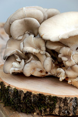 Oyster mushroom on wood