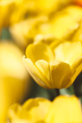 Tulips in a field in Amsterdam, Netherlands