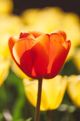 Fototapeta premium Tulips in a field in Amsterdam, Netherlands