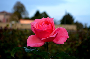 The beauty of a rose has no equal anywhere in the world