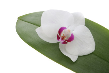 Orchid flower and leaf on a white background - obrazy, fototapety, plakaty