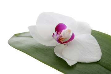 Orchid flower and leaf on a white background - obrazy, fototapety, plakaty