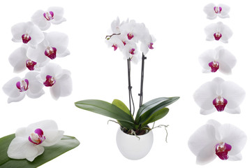 White orchid on a white background - obrazy, fototapety, plakaty