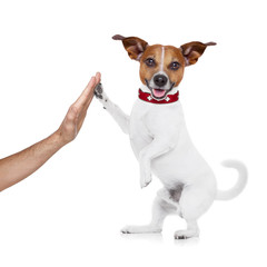 dog and owner