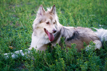 adult dog in the park