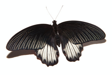 Papilio rumanzovia butterfly isolated on white