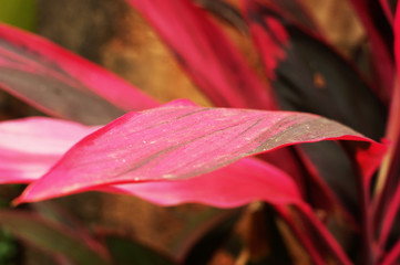 floral background Goa