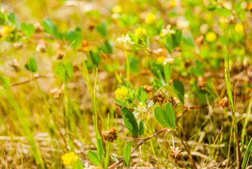 Yellow clover flower