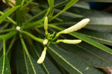 floral background Goa