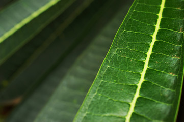 floral background Goa
