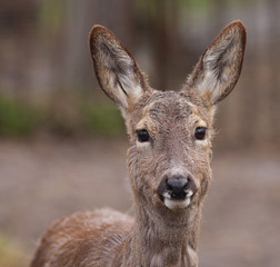 female European roe deer (Capreolus capreolus)