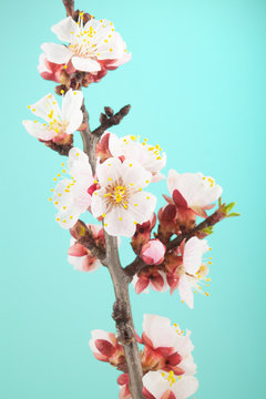 Apricot flowers on turquoise background