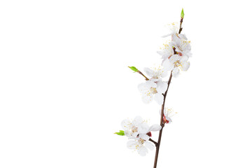 Apricot flowers on white background