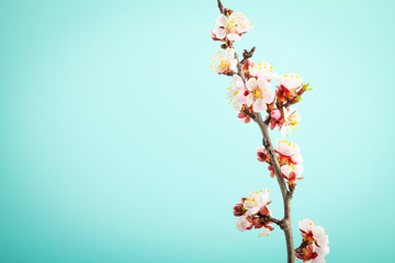 Apricot flowers on turquoise background