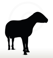 sheep silhouette with standing still pose