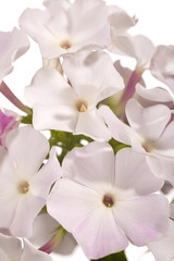 Fototapeta na wymiar Phlox flowers