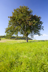 Lonely apple tree