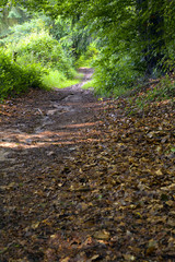 Forest path