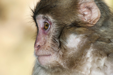 Monkey macaque
