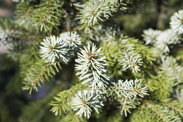 Fir-tree branches blur background