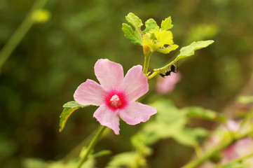 floral background Goa