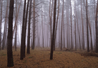 Fototapeta premium Autumn forest in the morning mist