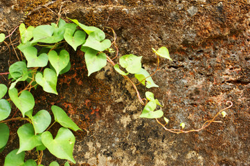 floral background Goa
