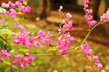 floral background Goa