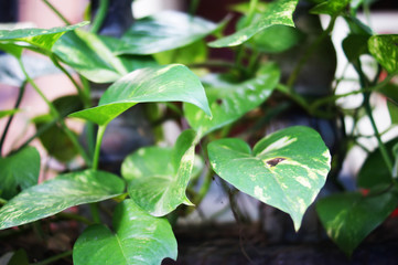 floral background Goa