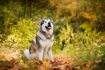 Dog walks in the park, autumn