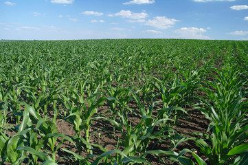 Green corn field