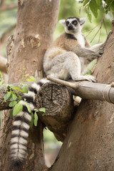 Ring-tailed lemur