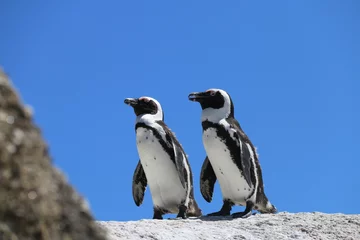 Foto op Plexiglas Pinguine © angeljw