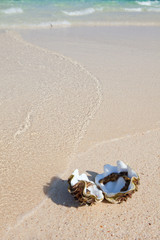 Sea shell on the beach