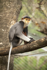 Close up Red-shanked douc langur