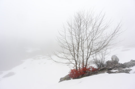 Fototapeta tree in the snow
