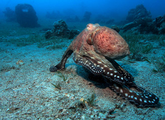 octopus