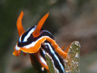 nudibranch eilat