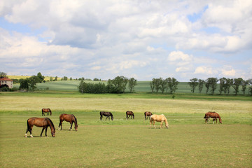 Fototapeta na wymiar Grazing Horses on the green Pasture