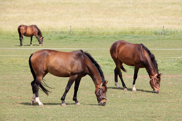Naklejka na ściany i meble Grazing brown Horses on the green Pasture
