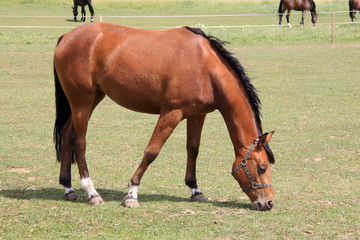 Naklejka na ściany i meble Grazing brown Horse on the green Pasture