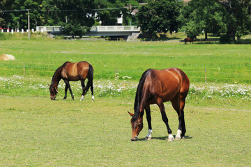 Naklejka na ściany i meble Grazing brown Horses on the green Pasture