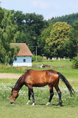 Obraz premium Grazing brown Horse on the green Pasture