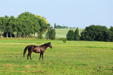 Obraz premium Brown Horse on the green Pasture