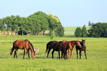 Grazing brown Horses on the green Pasture